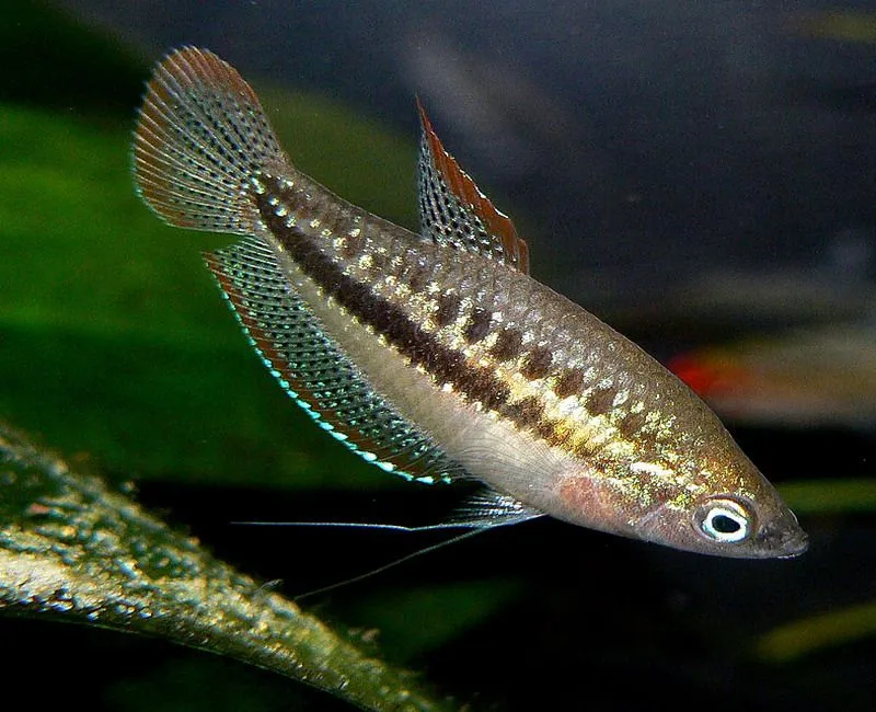 Knurrende dværggurami (Trichopsis pumilus)